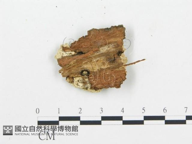 登錄號:F0009420藏品圖，第3張