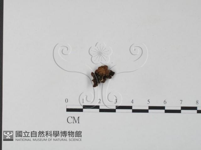 銀耳屬藏品圖，第3張