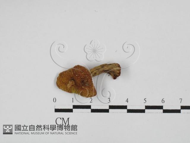 登錄號:F0028720藏品圖，第3張