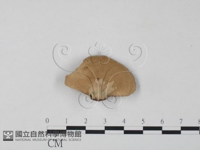 栓菌屬藏品圖，第3張