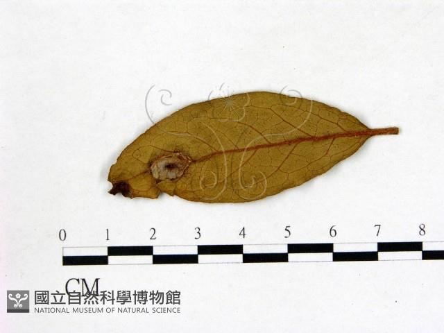 登錄號:F0020720藏品圖，第3張