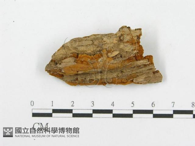 木層孔菌屬藏品圖，第3張