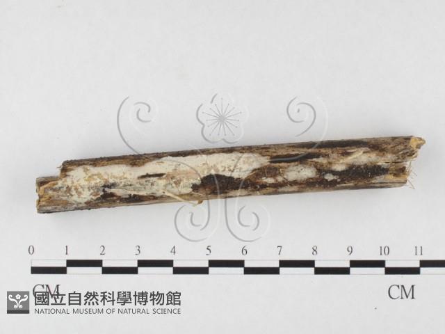 登錄號:F0026720藏品圖，第3張