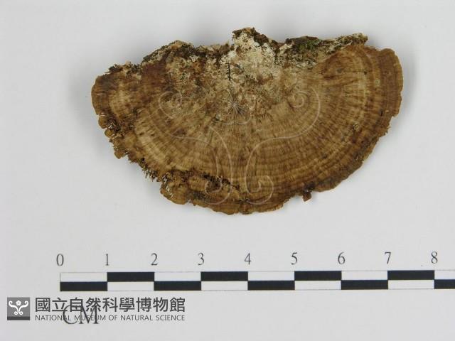 登錄號:F0006720藏品圖，第3張