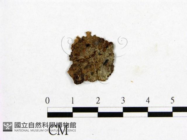 登錄號:F0016720藏品圖，第3張