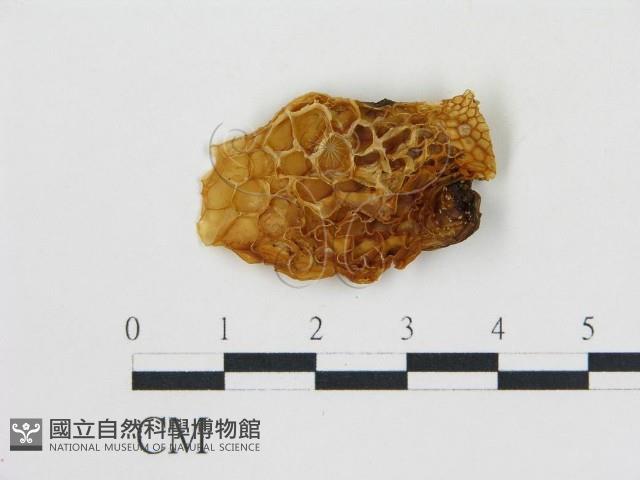登錄號:F0001720藏品圖，第3張