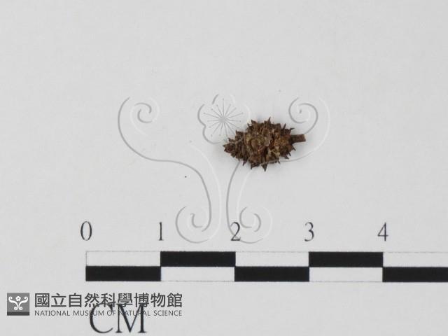 登錄號:F0011720藏品圖，第3張