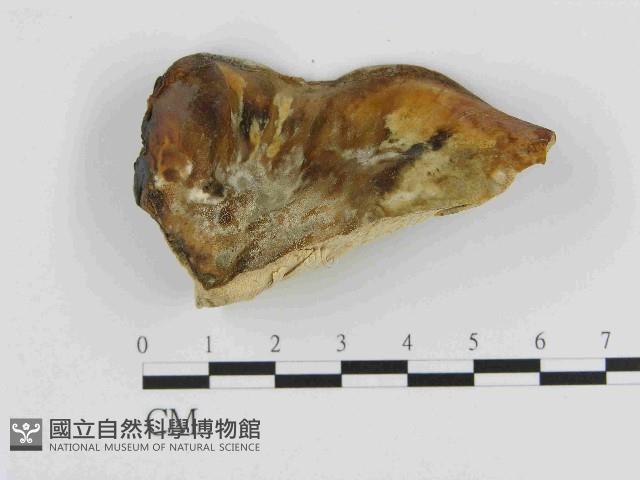 登錄號:F0014720藏品圖，第3張