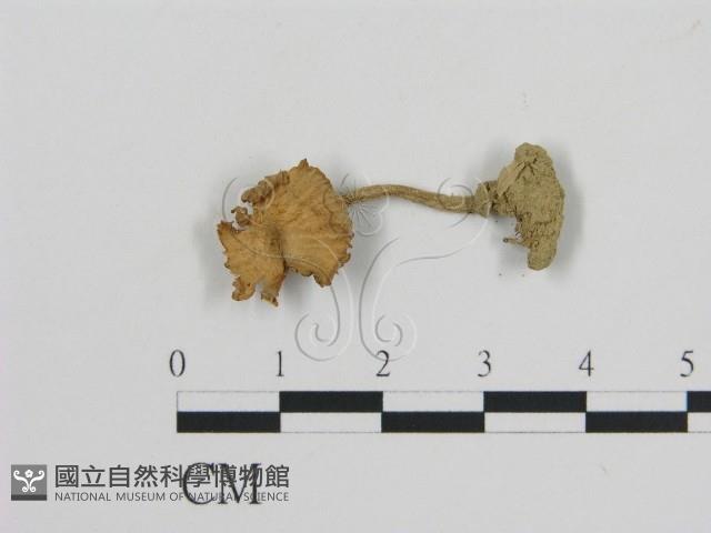 登錄號:F0012720藏品圖，第3張