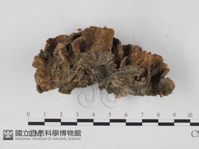 雲芝藏品圖，第3張