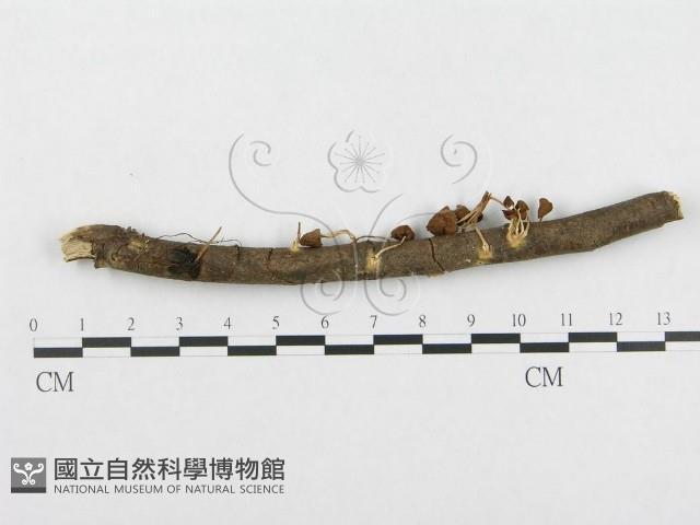 登錄號:F0003720藏品圖，第3張
