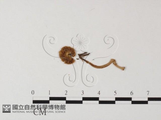 鵝膏屬藏品圖，第3張