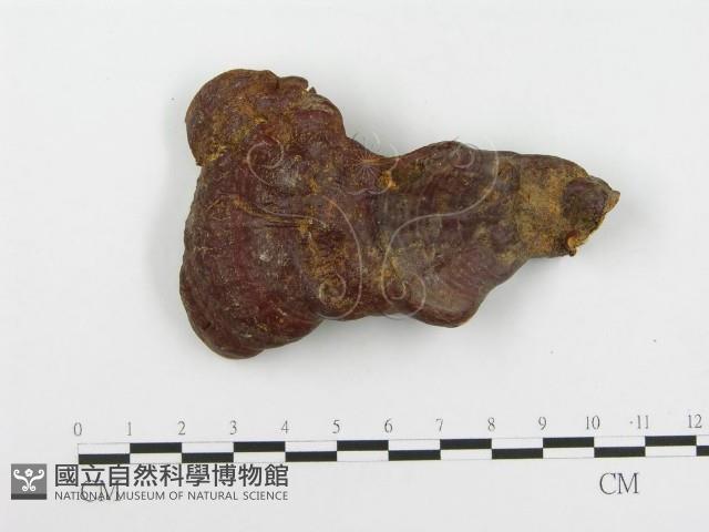靈芝屬藏品圖，第3張