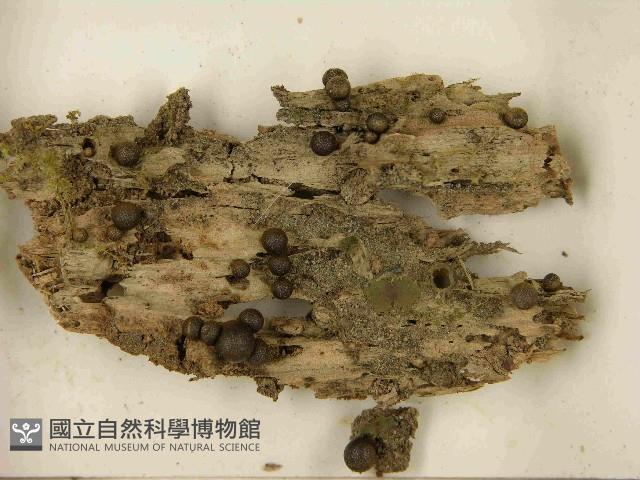 登錄號:F0021520藏品圖，第3張