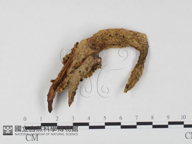 登錄號:F0024520藏品圖，第3張
