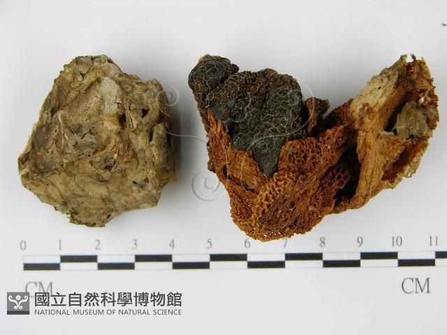 Accession Number:F0014520 Collection Image, Figure 3, Total 3 Figures