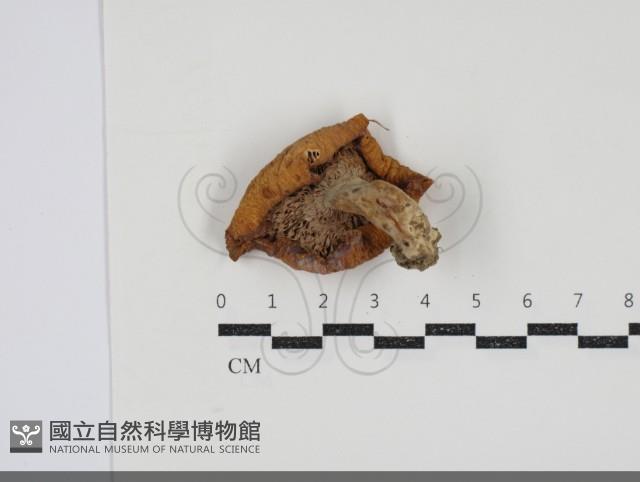 乳菇屬藏品圖，第3張