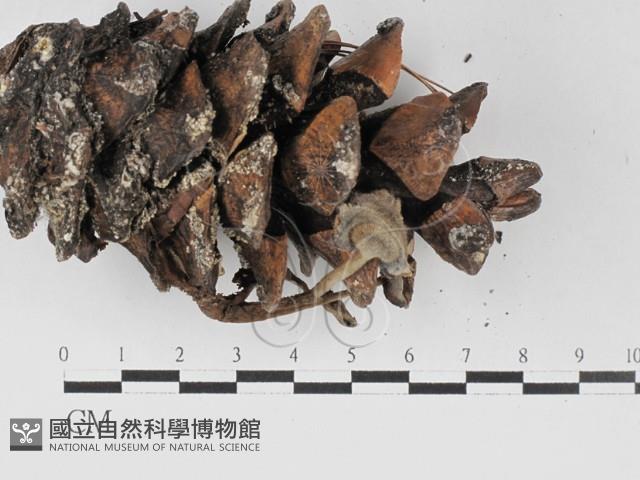 登錄號:F0027520藏品圖，第3張
