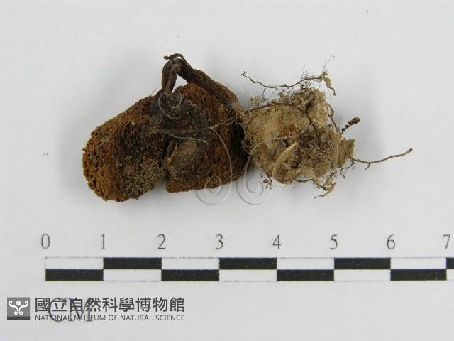 登錄號:F0007520藏品圖，第3張