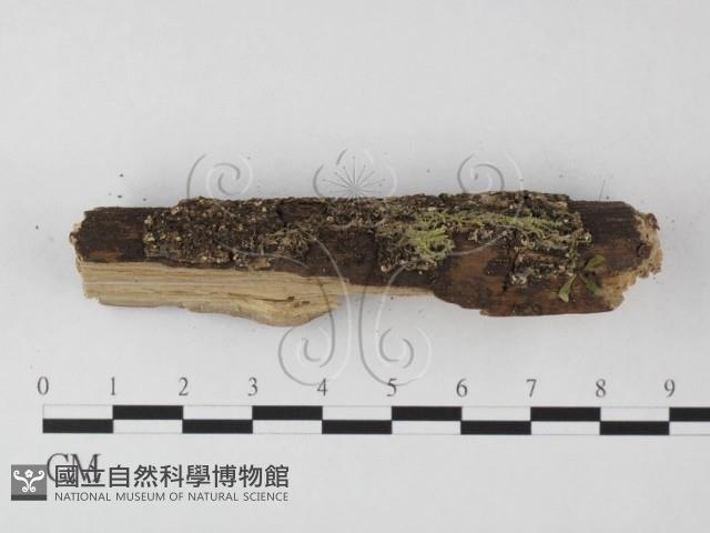 登錄號:F0025520藏品圖，第3張