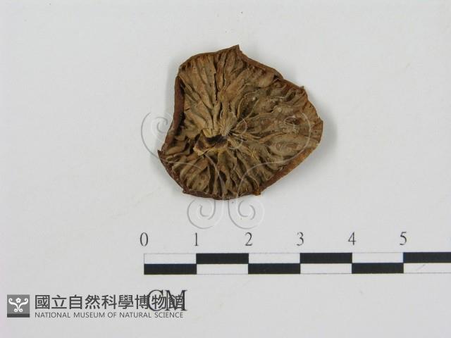 乳菇屬藏品圖，第3張