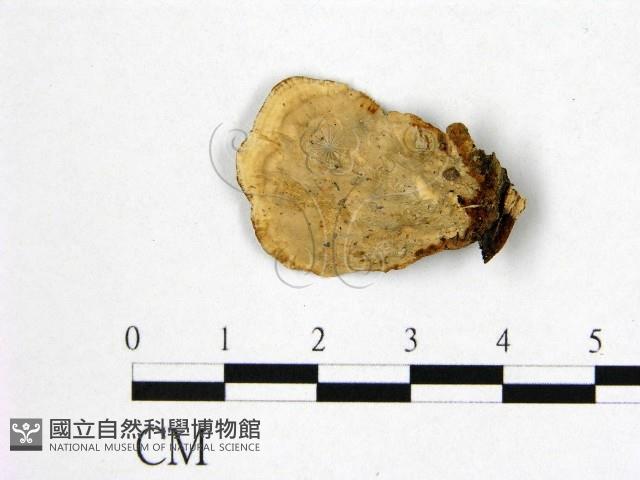 登錄號:F0015520藏品圖，第3張