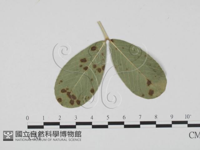 登錄號:F0019520藏品圖，第3張