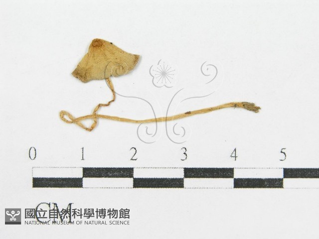 登錄號:F0003520藏品圖，第3張