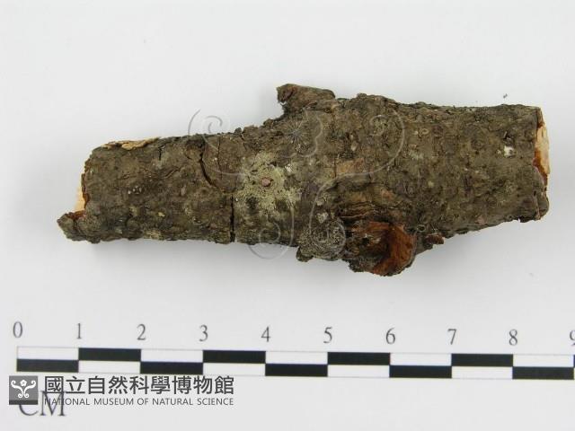 盤革菌屬藏品圖，第3張