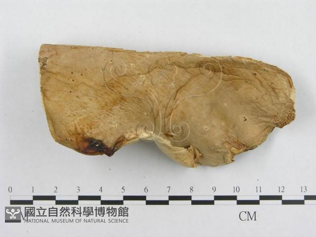 登錄號:F0008120藏品圖，第3張