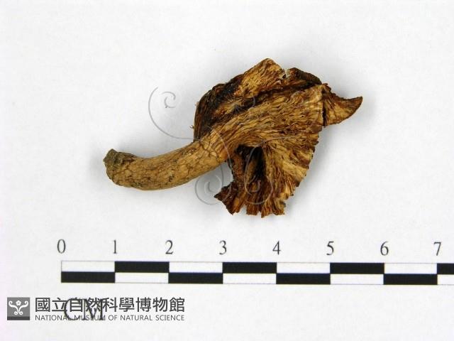 登錄號:F0010120藏品圖，第3張