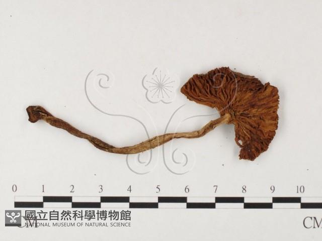 登錄號:F0026120藏品圖，第3張