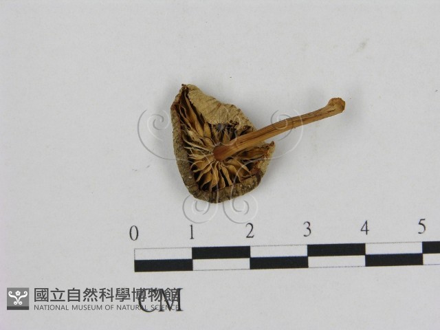 登錄號:F0016120藏品圖，第3張