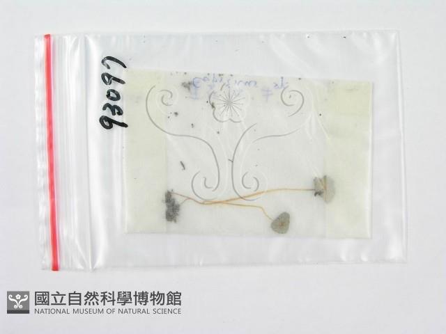 鬼傘屬藏品圖，第3張
