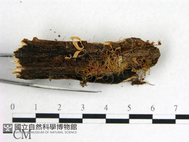 登錄號:F0011120藏品圖，第3張