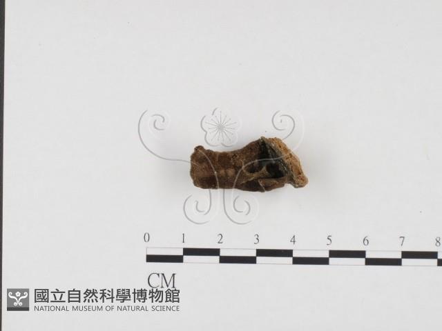 毛木耳藏品圖，第3張