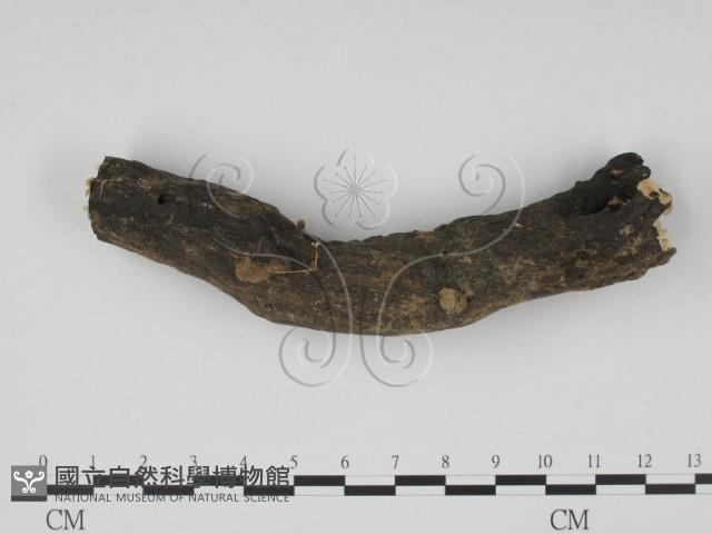 炭角菌屬藏品圖，第3張