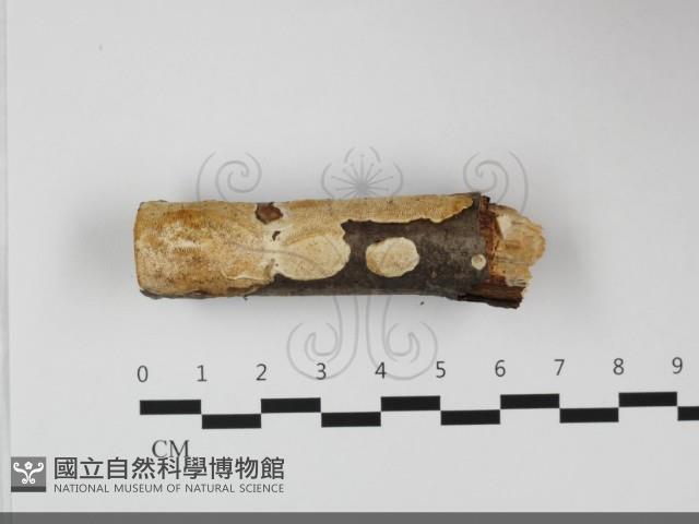 登錄號:F0032120藏品圖，第3張