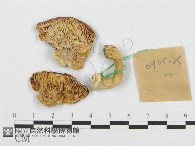 紅菇屬藏品圖，第3張