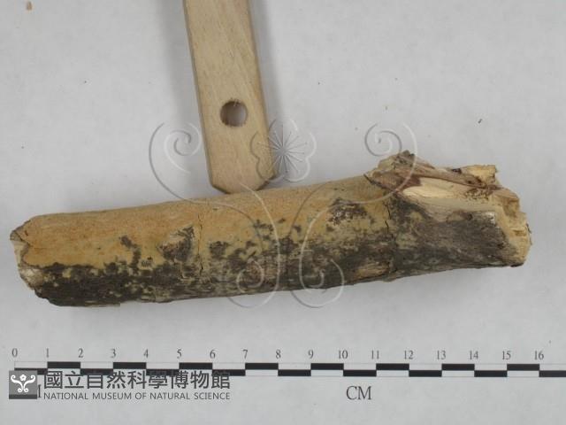登錄號:F0025120藏品圖，第3張