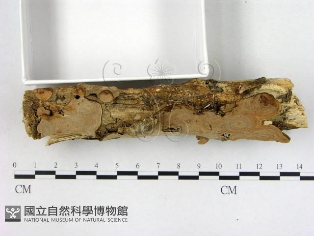 登錄號:F0005120藏品圖，第3張