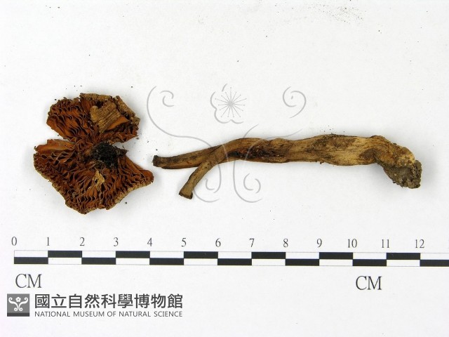 登錄號:F0023120藏品圖，第3張