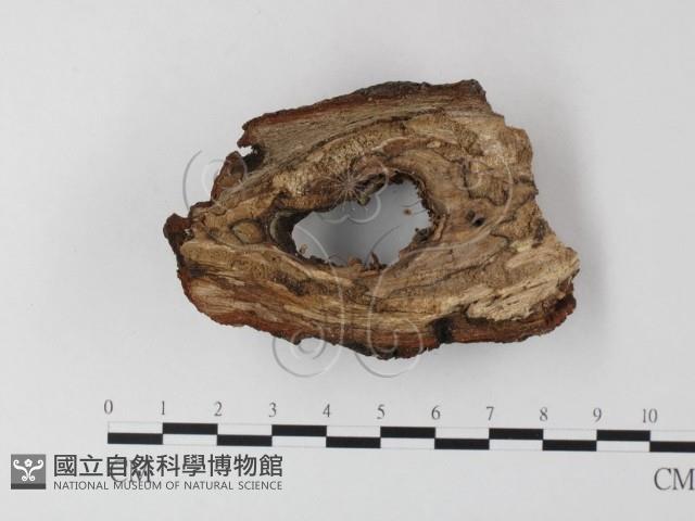小菇屬藏品圖，第3張