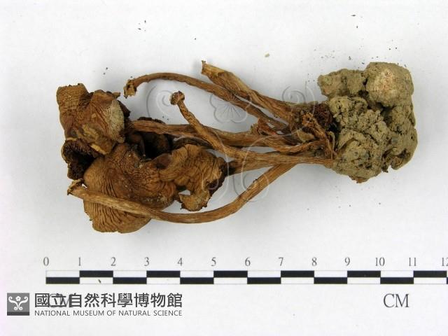盔孢傘屬藏品圖，第3張