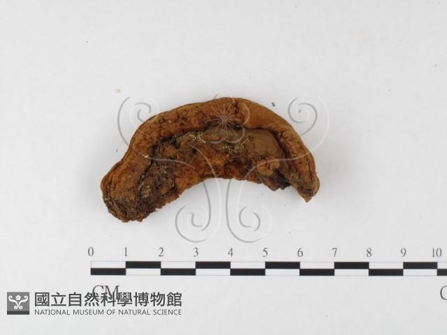 木層孔菌屬藏品圖，第3張