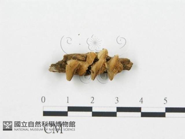 登錄號:F0006020藏品圖，第3張