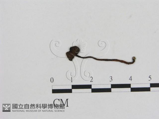 小菇屬藏品圖，第3張