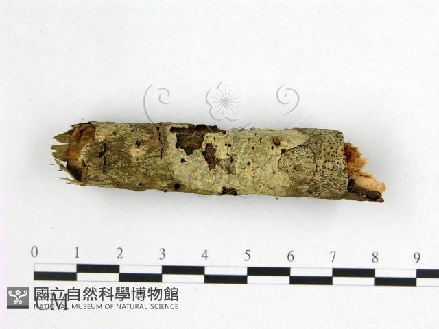 登錄號:F0021020藏品圖，第3張