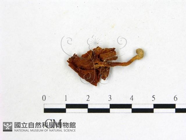 登錄號:F0011020藏品圖，第3張