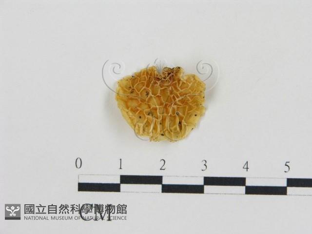 登錄號:F0002020藏品圖，第3張